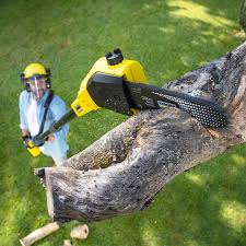 Professional Tree Removal and Landscaping Services in Ballenger Creek, MD